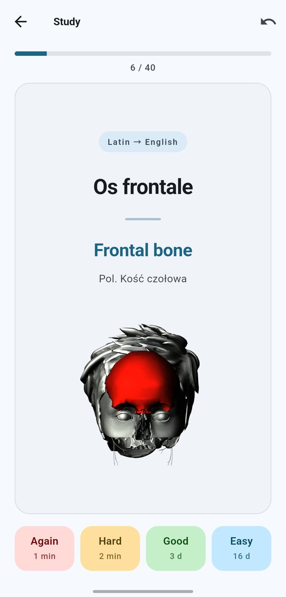 The answer: “Os frontale” is the frontal bone, with a skull illustration highlighting it in red