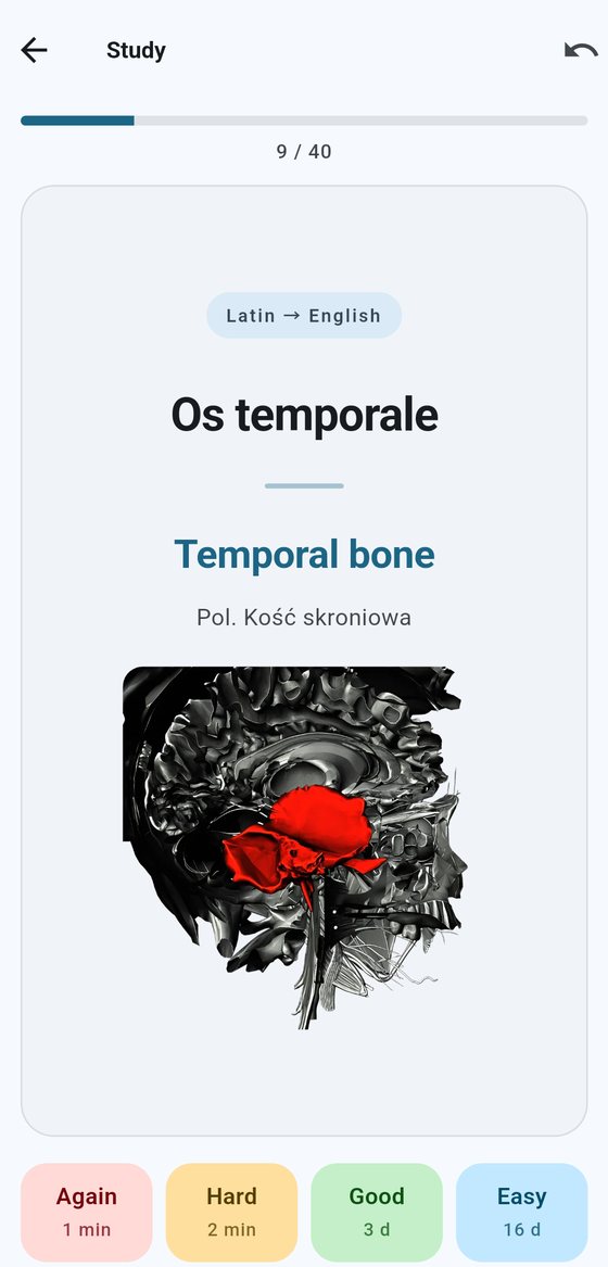 A card for “Os temporale” with the temporal bone highlighted in red on a cross-section of the skull