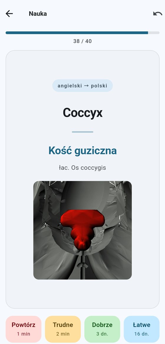 Karta terminu „Coccyx” — kość guziczna podświetlona na czerwono w obrębie miednicy