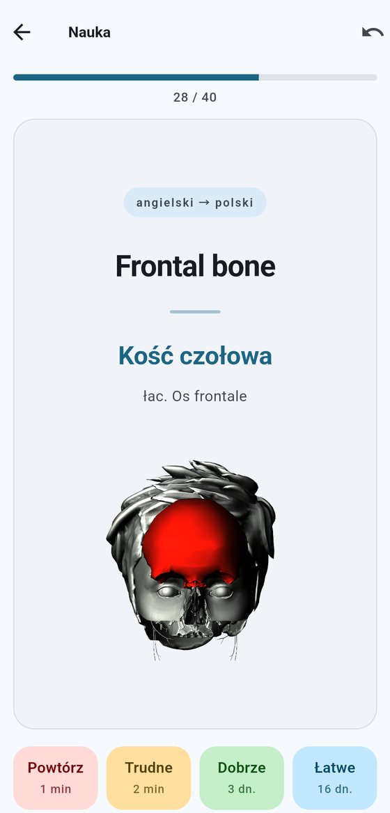 Ekran nauki w aplikacji MedFiszki: termin „Frontal bone” z polskim odpowiednikiem „Kość czołowa”, łacińskim „Os frontale” i ilustracją czaszki z podświetloną na czerwono kością czołową