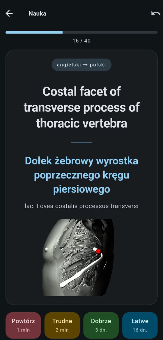 Karta terminu „Costal facet of transverse process of thoracic vertebra” w ciemnym motywie — czerwony znacznik wskazuje dołek żebrowy na kręgu piersiowym