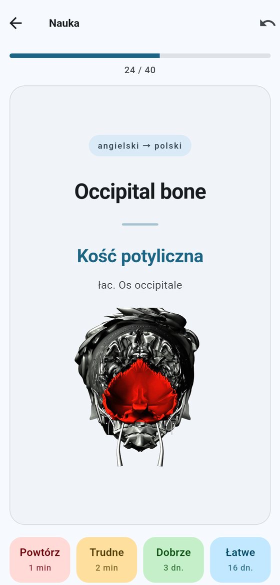 Karta terminu „Occipital bone” — kość potyliczna podświetlona na przekroju czaszki od dołu
