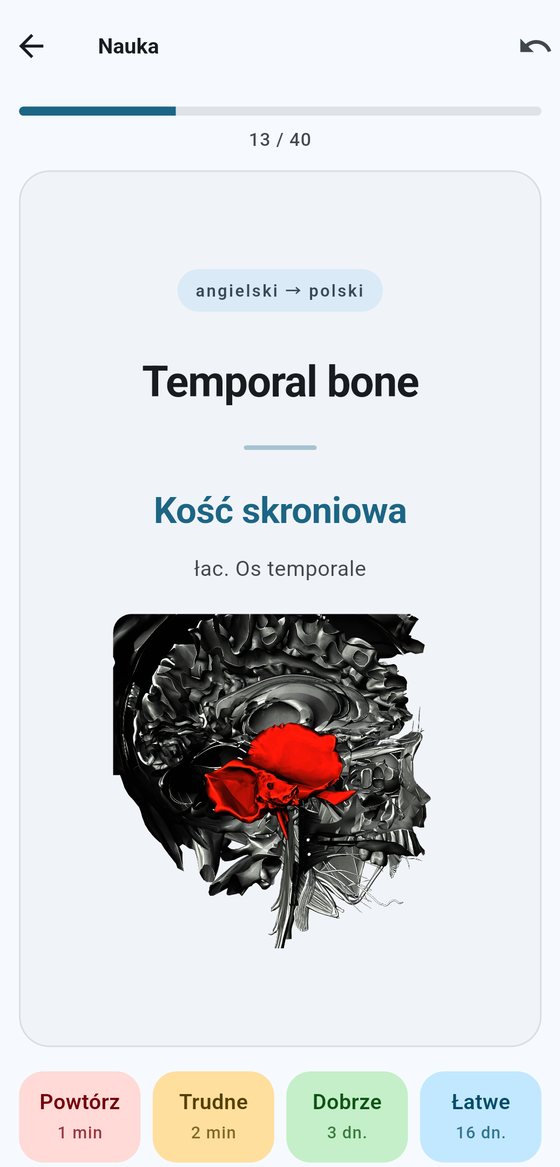 Karta terminu „Temporal bone” — kość skroniowa podświetlona na czerwono na przekroju czaszki